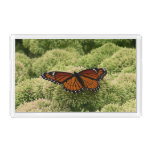 Viceroy Butterfly Beautiful Nature Photography Acrylic Tray
