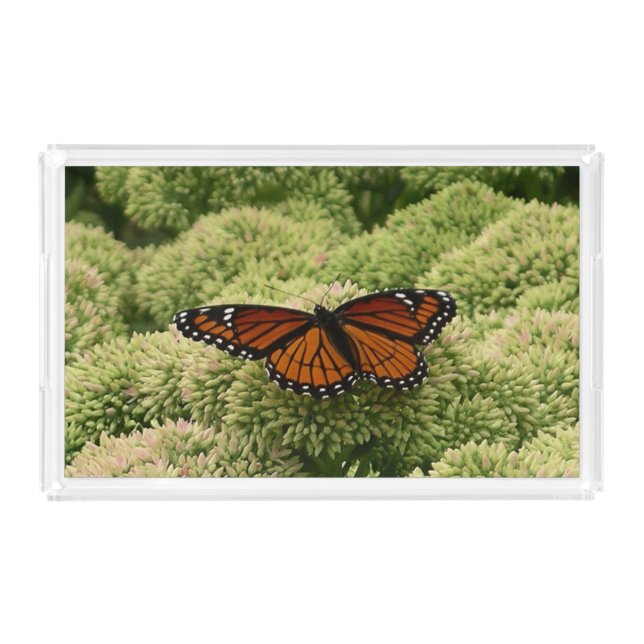 Viceroy Butterfly Beautiful Nature Photography Acrylic Tray (Front)