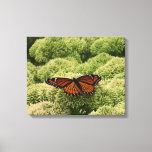 Viceroy Butterfly Beautiful Nature Photography Canvas Print