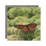 Viceroy Butterfly Beautiful Nature Photography Car Magnet