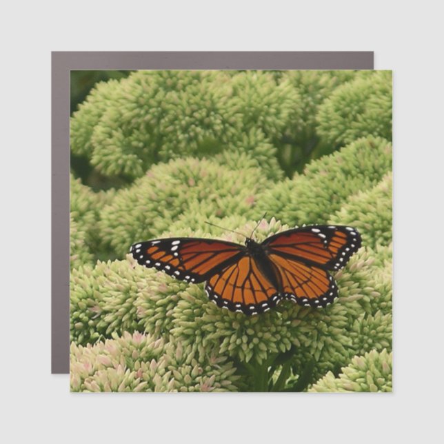 Viceroy Butterfly Beautiful Nature Photography Car Magnet (Front)