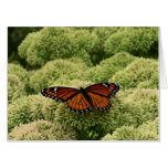 Viceroy Butterfly Beautiful Nature Photography Card