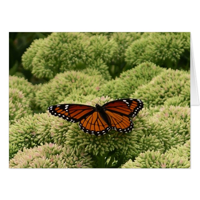 Viceroy Butterfly Beautiful Nature Photography Card (Front Horizontal)