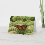 Viceroy Butterfly Beautiful Nature Photography Card