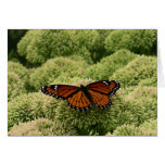 Viceroy Butterfly Beautiful Nature Photography Card