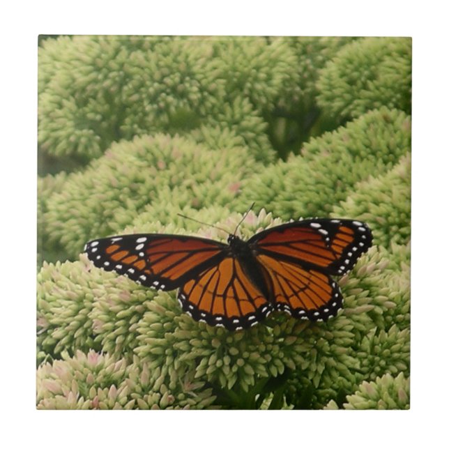 Viceroy Butterfly Beautiful Nature Photography Ceramic Tile (Front)