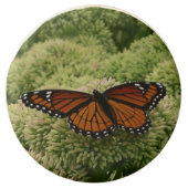 Viceroy Butterfly Beautiful Nature Photography Chocolate Covered Oreo (Front)