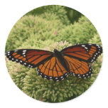 Viceroy Butterfly Beautiful Nature Photography Classic Round Sticker