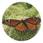 Viceroy Butterfly Beautiful Nature Photography Classic Round Sticker