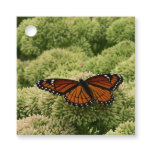 Viceroy Butterfly Beautiful Nature Photography Favor Tags