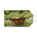 Viceroy Butterfly Beautiful Nature Photography Gift Tags