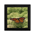 Viceroy Butterfly Beautiful Nature Photography Keepsake Box