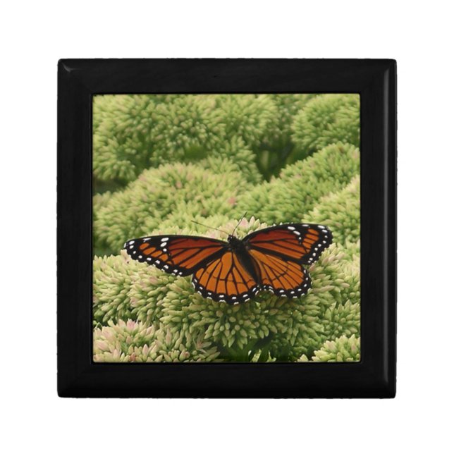 Viceroy Butterfly Beautiful Nature Photography Keepsake Box (Front)