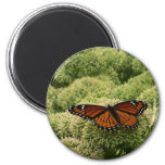 Viceroy Butterfly Beautiful Nature Photography Magnet