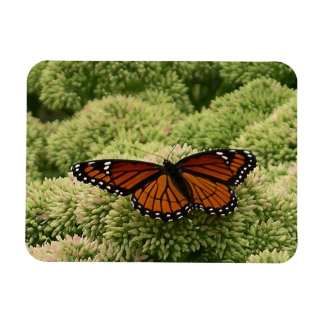 Viceroy Butterfly Beautiful Nature Photography Magnet (Horizontal)