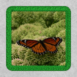Viceroy Butterfly Beautiful Nature Photography Patch
