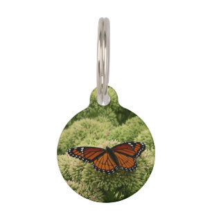 Viceroy Butterfly Beautiful Nature Photography Pet ID Tag
