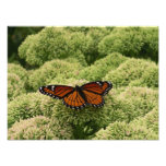 Viceroy Butterfly Beautiful Nature Photography Photo Print