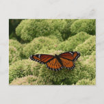 Viceroy Butterfly Beautiful Nature Photography Postcard