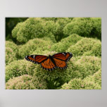 Viceroy Butterfly Beautiful Nature Photography Poster
