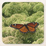 Viceroy Butterfly Beautiful Nature Photography Square Paper Coaster