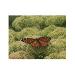 Viceroy Butterfly Beautiful Nature Photography Wood Poster
