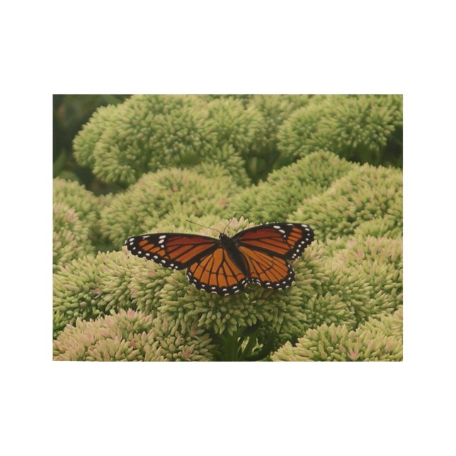 Viceroy Butterfly Beautiful Nature Photography Wood Poster (Front)