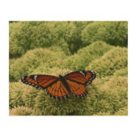 Viceroy Butterfly Beautiful Nature Photography Wood Wall Art