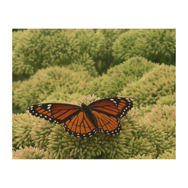 Viceroy Butterfly Beautiful Nature Photography Wood Wall Art (Front)