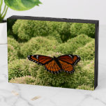 Viceroy Butterfly Beautiful Nature Photography Wooden Box Sign