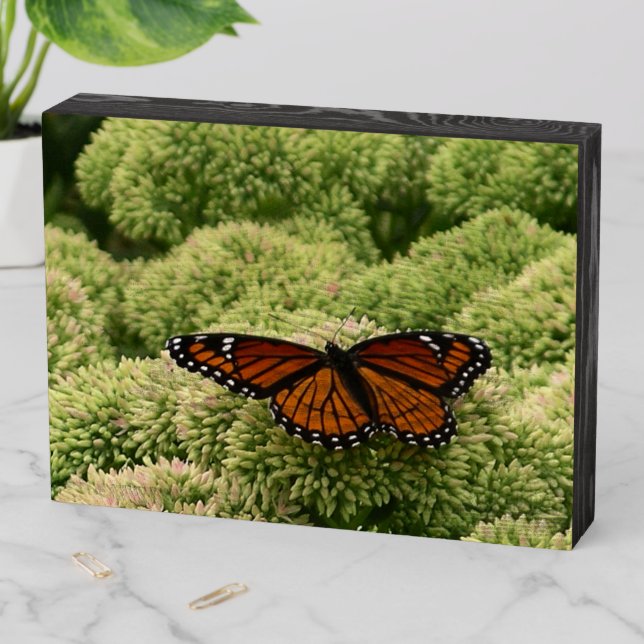 Viceroy Butterfly Beautiful Nature Photography Wooden Box Sign (In Situ Horizontal)