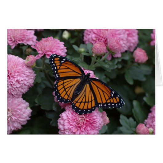 viceroy butterfly cards (Front Horizontal)