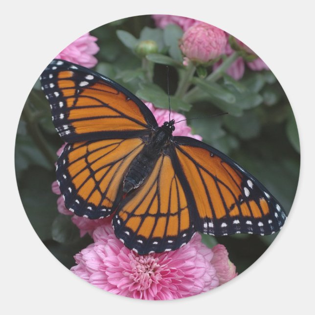 viceroy butterfly classic round sticker (Front)