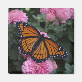 viceroy butterfly magnet