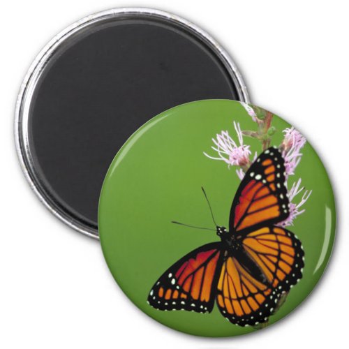 Viceroy Butterfly Magnet