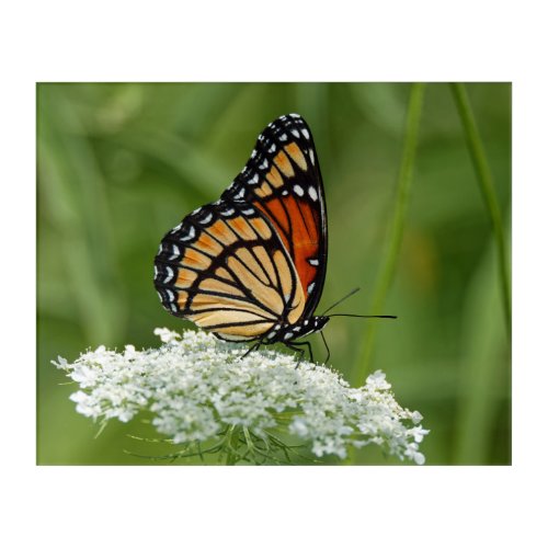 Viceroy on Queen Annes Lace 16x20 Acrylic Print