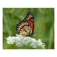 Viceroy on Queen Anne’s Lace 16x20