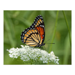 Viceroy on Queen Anne’s Lace 16x20 Photo Print
