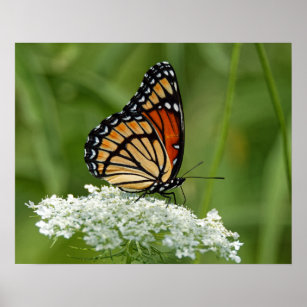 Viceroy on Queen Anne’s Lace 16x20 Poster