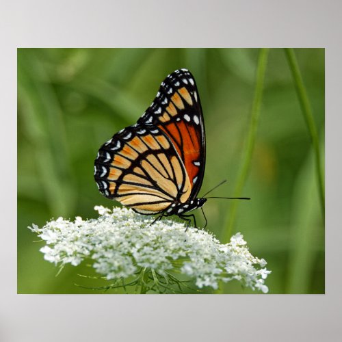 Viceroy on Queen Annes Lace 16x20 Poster