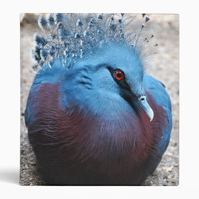 Victoria Crowned Pigeon Binder (Front)