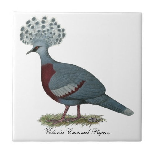 Victoria Crowned Pigeon Tile