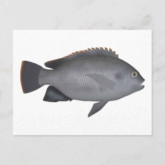 Victoria Tilapia Postcard (Front)