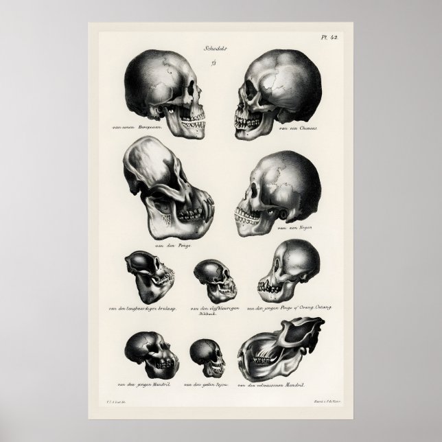 Victorian Anatomical Skull Art Print Human & Ape (Front)