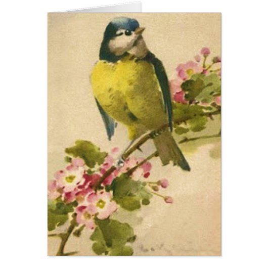 Victorian Bird Illustration Cards (Front)
