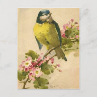 Victorian Bird Illustration Postcard