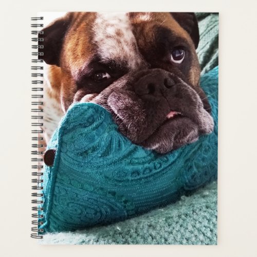 Victorian Bulldog Photo 8x11 Notebook
