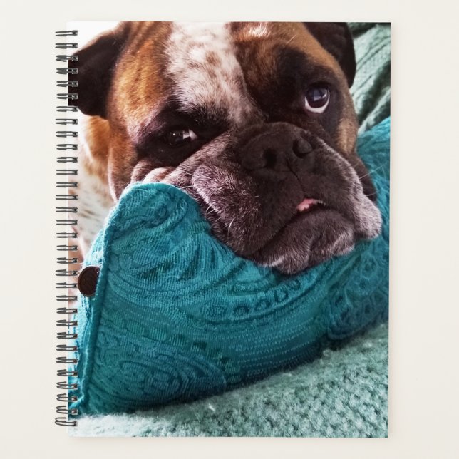 Victorian Bulldog Photo 8x11 Notebook (Front)