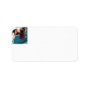 Victorian Bulldog Photo Address Lables Label