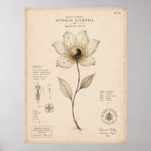 Victorian Celestial Botanical Museum Print
